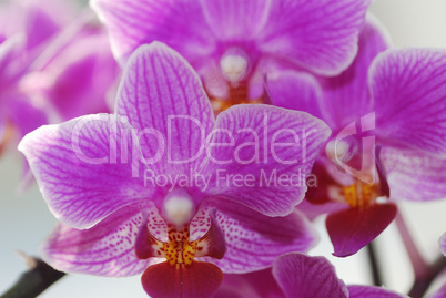 lila orchideen