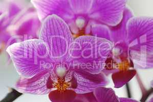 lila orchideen
