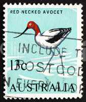 Postage stamp Australia 1966 Red-necked Avocet