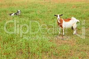 Goats on the pasture