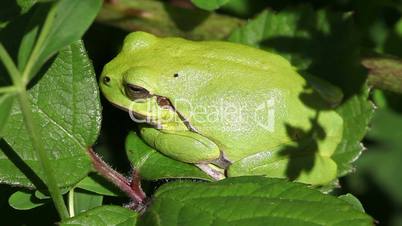 Europäische Laubfrosch - Hyla arborea