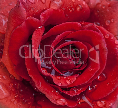 red Rose with water drops