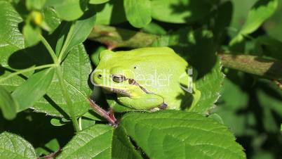 Europäische Laubfrosch - Hyla arborea - Detail