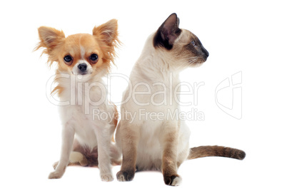 chihuahua and siamese kitten