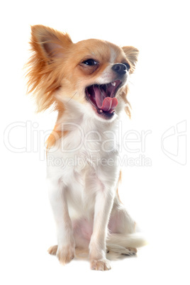 yawning chihuahua