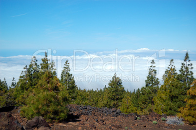 Forest over clouds on Volcano Teide. Tenerife island, Spain