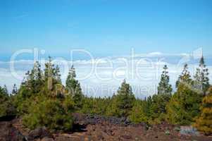 Forest over clouds on Volcano Teide. Tenerife island, Spain