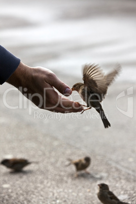 bird feeding hand with wonderful available light