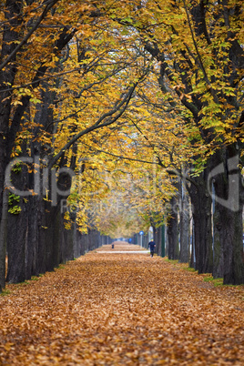 autumn forest trail alley with jogger