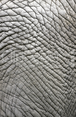 Elephant skin