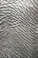 Elephant skin