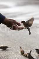 Bird feeding hand