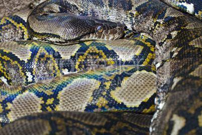 Python starring at the delicious photographer