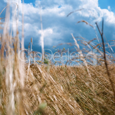 Landscape of field with cereal plants and moody cloudscape