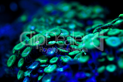 Fluorescent sea plant