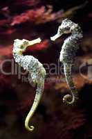 seahorse in love