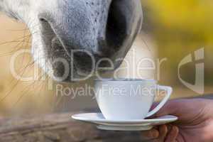 teatime - horse is smelling a cup of coffee