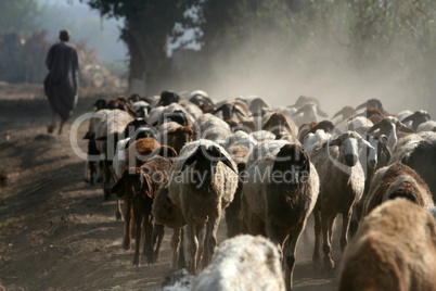 Shepherd with flock of sheep