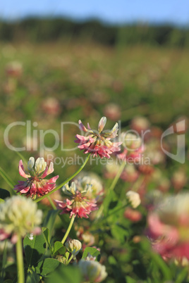 Blühender Schweden-Klee (Trifolium hybridum) / Clover