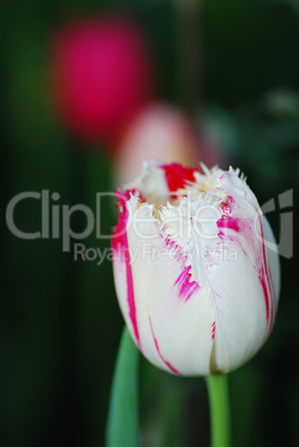 zweifarbige tulpe