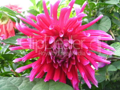 beautiful flower of red dahlia