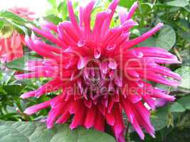 beautiful flower of red dahlia