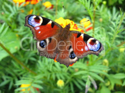 The peacock eye on the flower