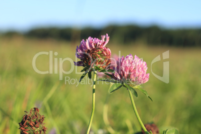 Blühender Mittlerer Klee (Trifolium medium) / Clover