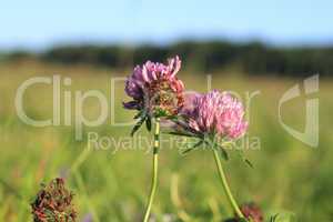 Blühender Mittlerer Klee (Trifolium medium) / Clover