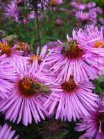 The bees sitting on the asters