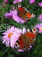 The pair of peacock eyes on the asters