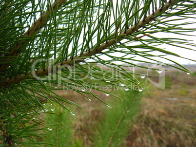 Branches of the pine with drops of rain