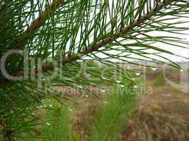 Branches of the pine with drops of rain