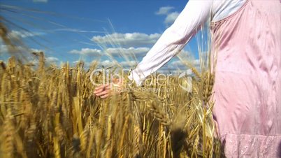 10710 womans hand brushing over wheat field wide