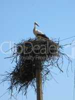 Nest of storks in village