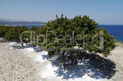 mastic grove on chios