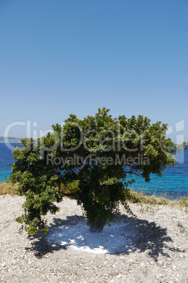 blue sea and mastic tree