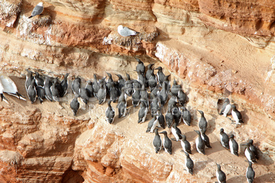 Trottellummen auf Helgoland