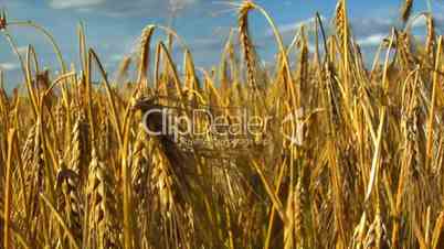 10711 dolly down in wheat rye corn field