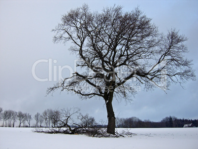 Eine alleinstehende Stieleiche im Winter