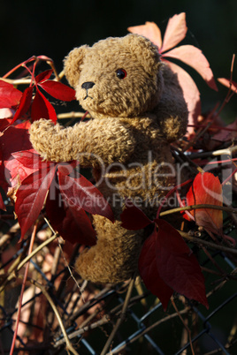 Teddybär klettert in wildem Wein