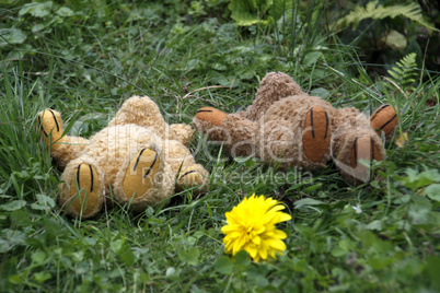 Zwei im Gras liegende Teddybären