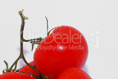 tomaten mit tropfen grossansicht