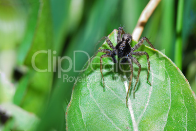 braune spinne auf blatt