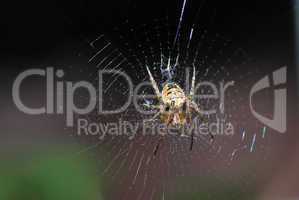 spinne auf spinnennetz