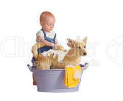 Baby washing dog