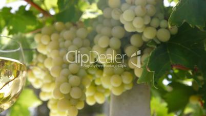 White Grape and Wine Glasses