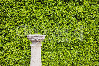 Hedge Background and Column Pedestal