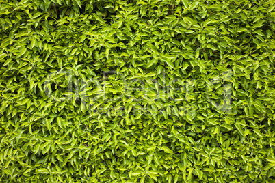 Green Leaves Background