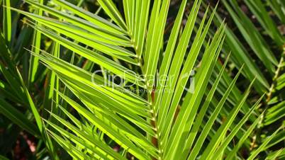Juicy green palm tree